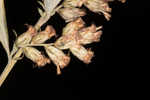 Common wormwood 